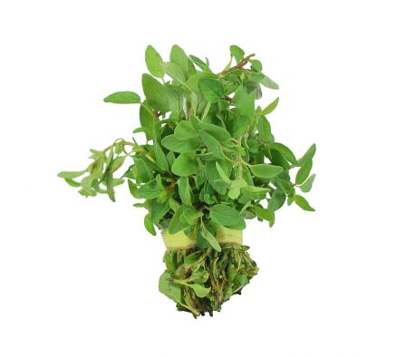 OREGANO X UN