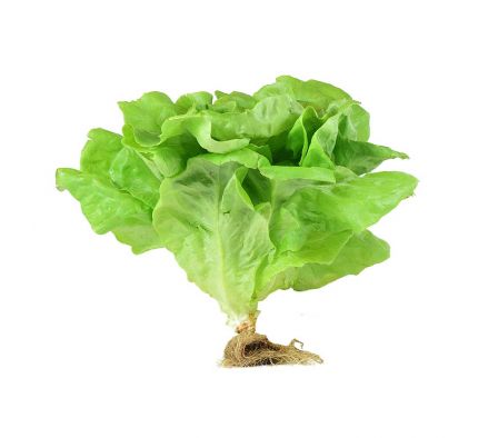 LECHUGA BLANCA X UN