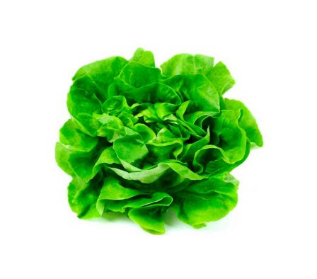 LECHUGA MANTECOSA X UN 