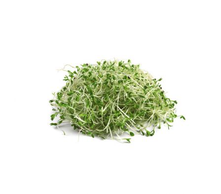 BROTE DE ALFALFA X UN